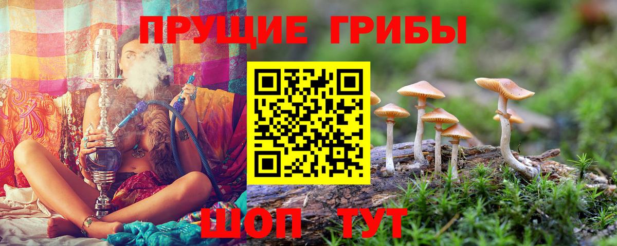 Галлюциногенные грибы Psilocybe Шелехов
